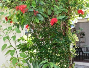 Patio de la casa de mi mamá