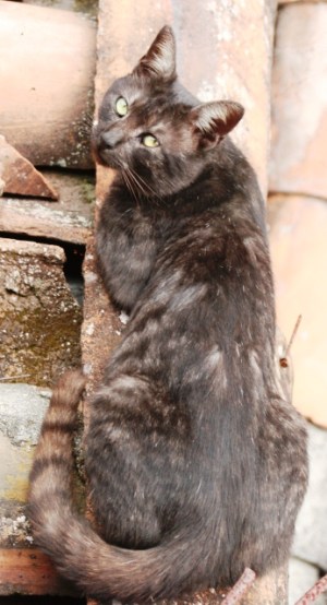 Ñiño mirandome. LA CASA DE ÓSCAR PERDOMO LEÓN.