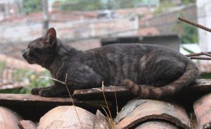 Ñino de LA CASA DE ÓSCAR PERDOMO LEÓN