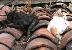 Durmiendo juntos 2. LA CASA DE ÓSCAR PERDOMO LEÓN.