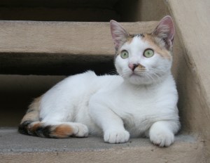 Niña, la gatita de LA ESQUINA DE ÉRIKA Y ÓSCAR