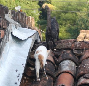 Niña y Ñiño se siguen el uno al otro 1