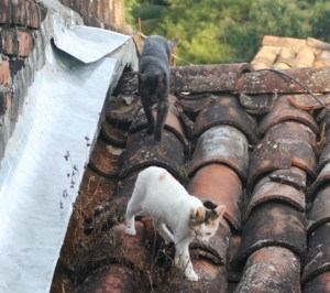 Niña y Ñiño se siguen el uno al otro 2