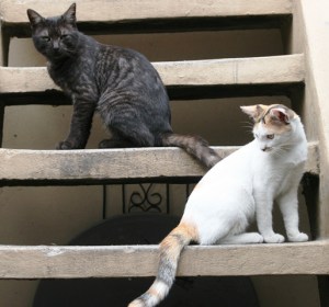 Novios. LA CASA DE ÓSCAR PERDOMO LEÓN