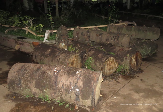 Árbol talado. Fotografía por Óscar Perdomo León