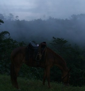 Paisaje nublado con caballo 2