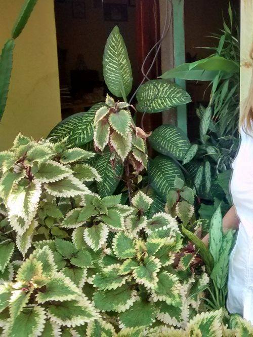 retrato-de-la-primera-impresion-oscar-perdomo-leon